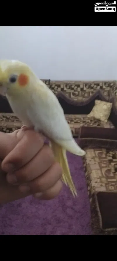 كوكتيل مروطات نص ترويط 4