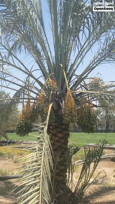 أشجار النخيل للبيع من ارتفاع متر إلى 4 متر 3