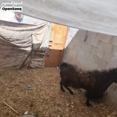 فحل تيس شغل هداد نار 2