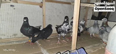 8 حمامات للبيع ادفع بحق الله 3