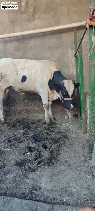 عجول اثنين للبيع 4
