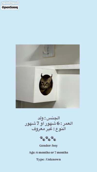 قطط للبيع مكس سكوتش شيرازي 4