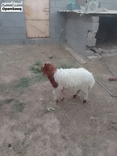 طليان للبيع فحل وانثى معلوفات كلشي ياكلن 3
