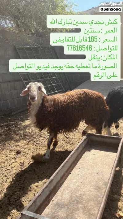 كبشين نجديات للبيع 3