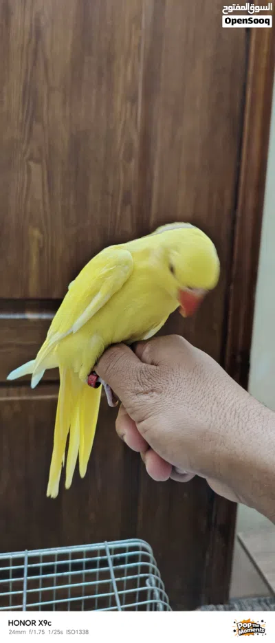 ببغاء درة لاتينو اصفر عين حمرة حجم جامبو 2
