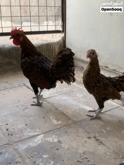 ديج ودجاجة إسباني 3