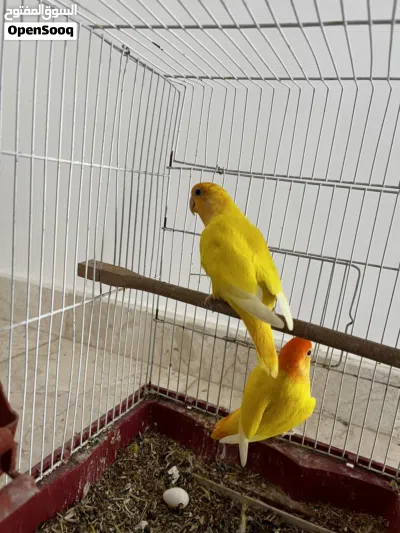 كوبيا روز لاتينو 2