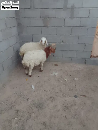 طليان للبيع فحل وانثى معلوفات كلشي ياكلن 4