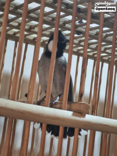 بلبل ربه بس ما يطلع بره 3