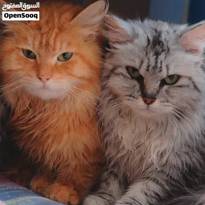 undefined 3