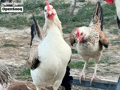 بيع بيض دجاج دندرواي 4