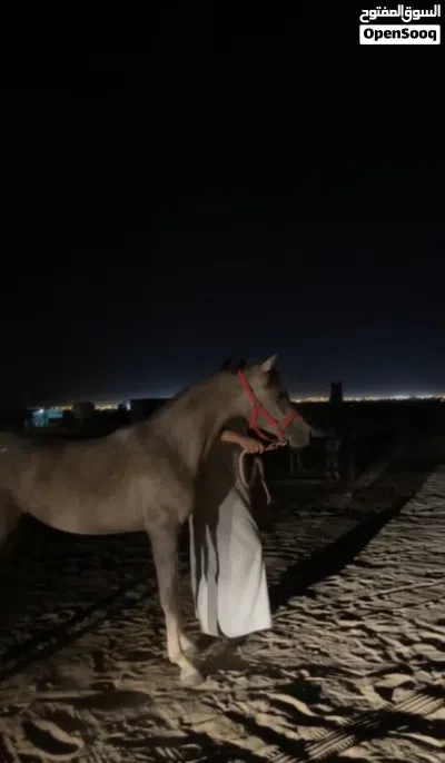 فلو البيع بلدي 2
