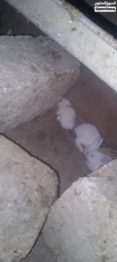 3 اناثي وذكر معاشير ومعهم اولادهم 3