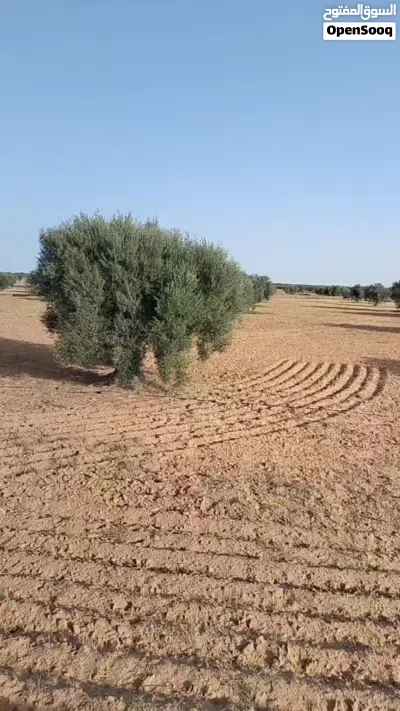 للبيع زوز أراضي مجاورين لبعضهم مغروسين زيتون شملالي كبير على 24 متر 3