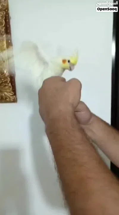 كوكتيل أليف لاتينو عين حمرا حجم سوبر جامبو 3