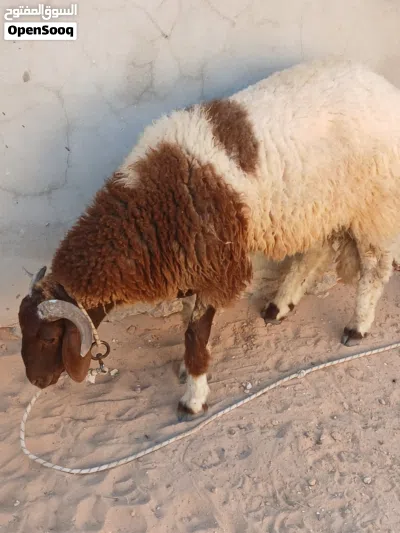 خروف للبيع المكان صرمان سعر البيع 2200 للعلم الخروف فيه حبه تحت ودنه فوق المدبح عمره سبعه شهور 3