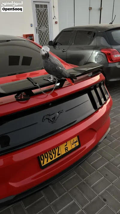 بغبغاء كاسكو 2