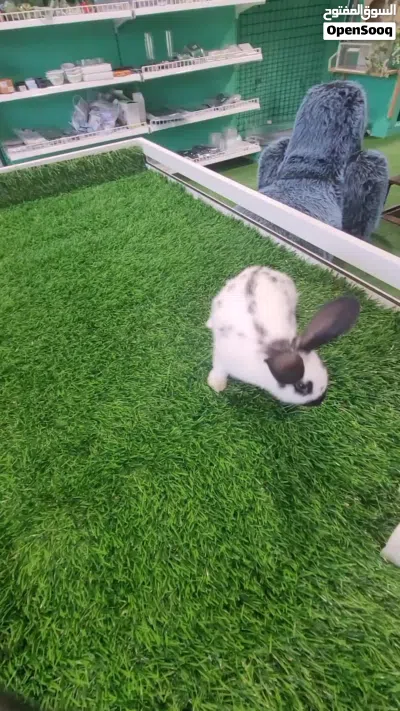 Giant Rex Rabbit 2