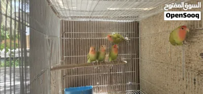 روز محلي بأفضل صحة 2