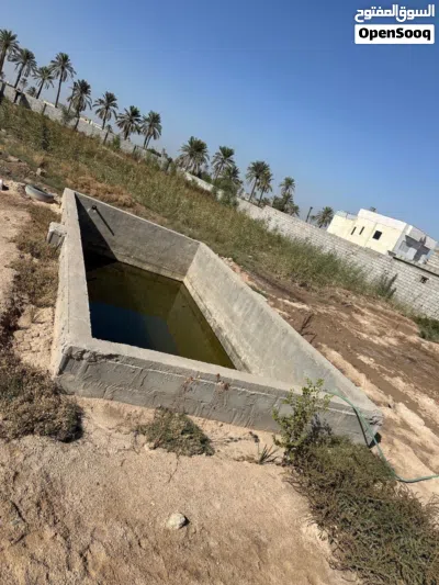 بستان دونم ونصف في ابو الخصيب (اللگطة) 2
