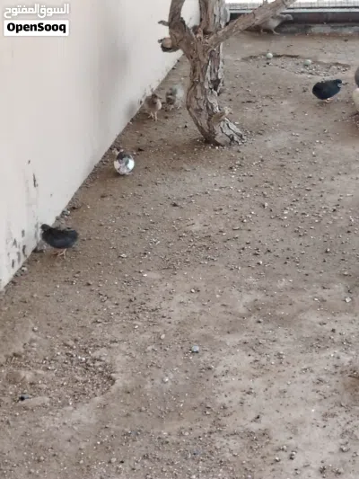 زوج روز ويتوفر سمان صيني 3