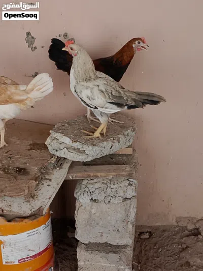 دجاج شوف الوصف 4