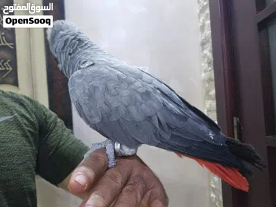 undefined 2