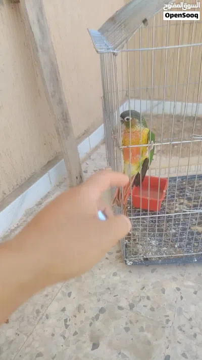 كنيور إنتاج ربي يبارك إنتاج شهر 4/2026 قاعد ياكل ب شرنقة نعطي فيه من هوا صغير nurti bird a 21 الاصل 4
