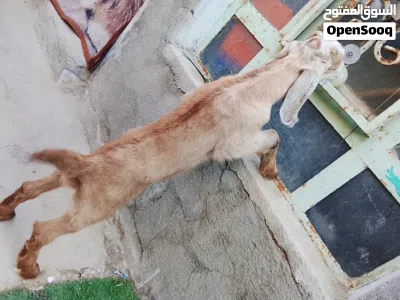 صخله نثيه شاميه حلوه مالت بيت مناسبه اقرء الوصف وخابر 4