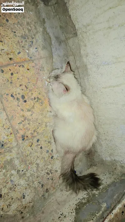 قط هملايا نقي أنثى 3