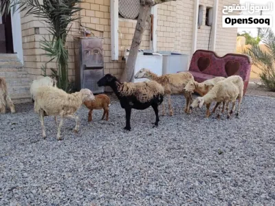 جعد للبيع اقرا الوصف تحت لا يفوتك 2