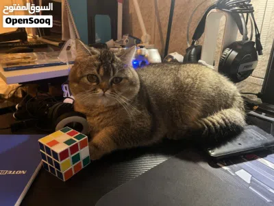للبيع او للبدل قط بريتيش سكوتش جميل جدًا 4