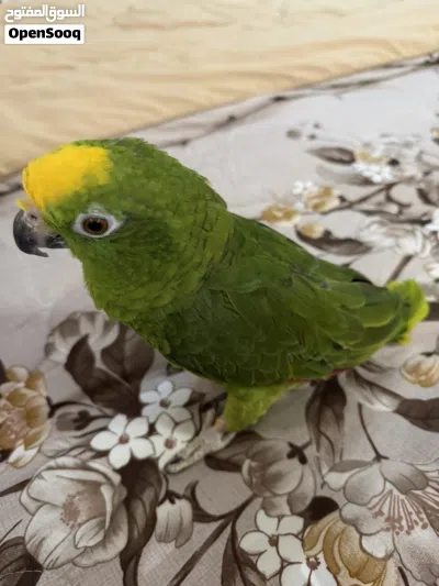 امازون يلوكراون 4