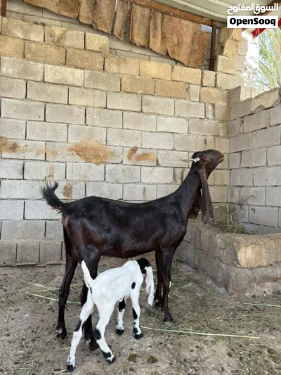 صخله افغانيه خط اول مطفل صار الها سبوع من جابت هاي اول بطن الها صخله خير من الله وراها صخل افغاني 3