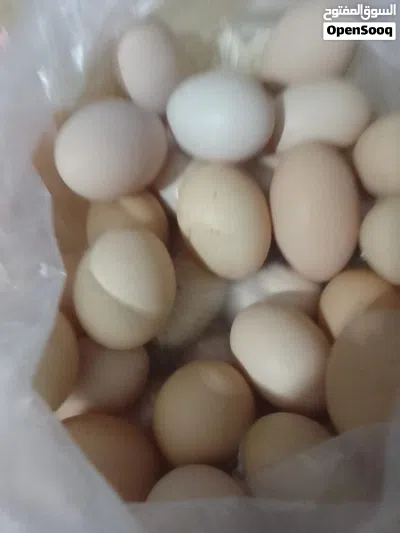 متوفر بيض دجاج برهما عملاق اللون وحجم الله يبارك 2