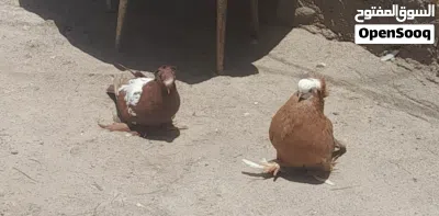زوج حمام كما موضح بلصور الفحل اربيلي فول جامبو والطيره بخاريه وايت سايد فول مزاويج ومطاريد حاليا 3