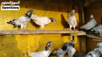 حمام بكستاني مطيار 3