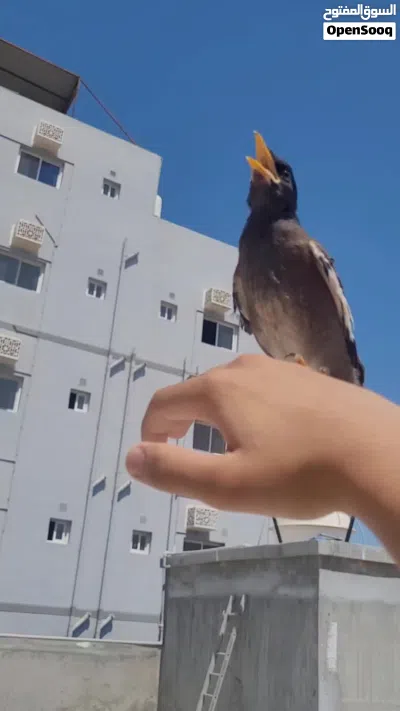 myna bird fully trained and tamd 4