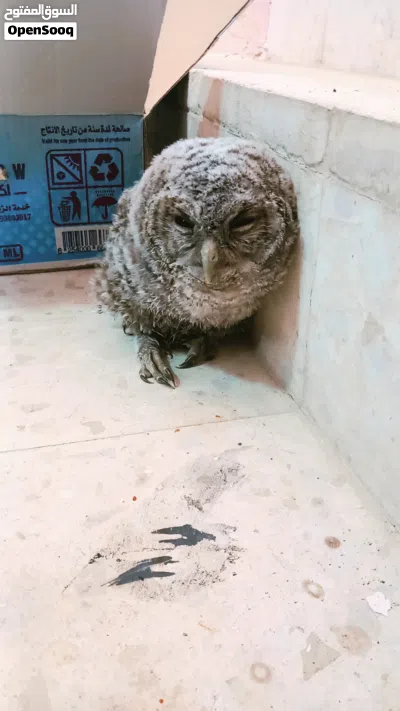 بومه رمادي 3