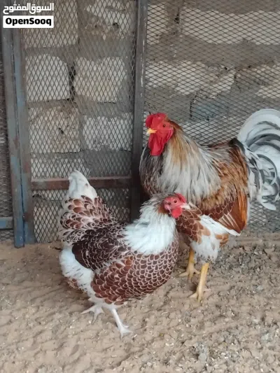 موجود بيض ون دوت بركاني 2