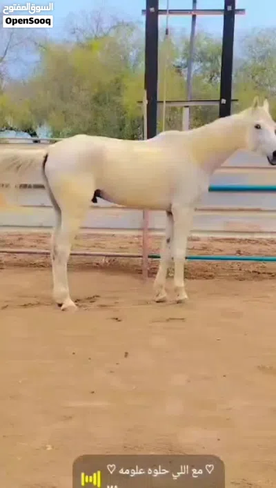 للبيع حصان عربي مخصي 3