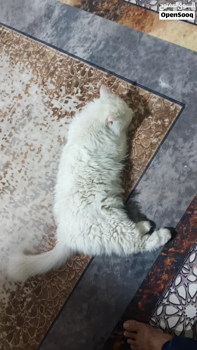 قط شيرازي اصلي للتبني 2