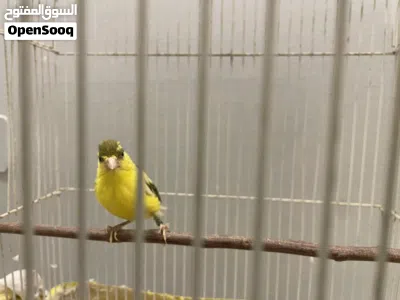 كناري ذكر روسي تغريد ومحجل 2