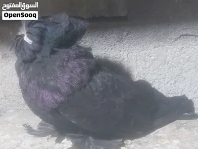 إناث بخارى فووول 2