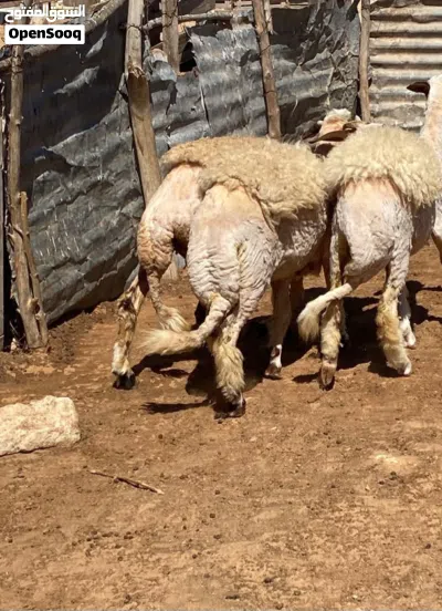 حوليات عز لكسوبه الله إيبارك 4