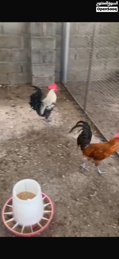 دجاج كوشن ديوك و دجاج فيومي ديوك الحبه ب 4 2