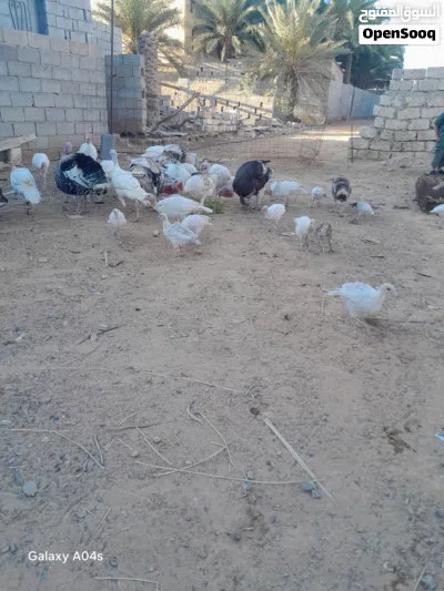 متوفر 14طرف ديك رومي 3