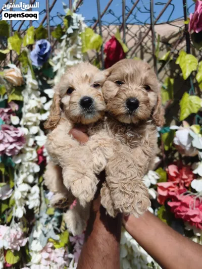 Cockapoo puppy 4