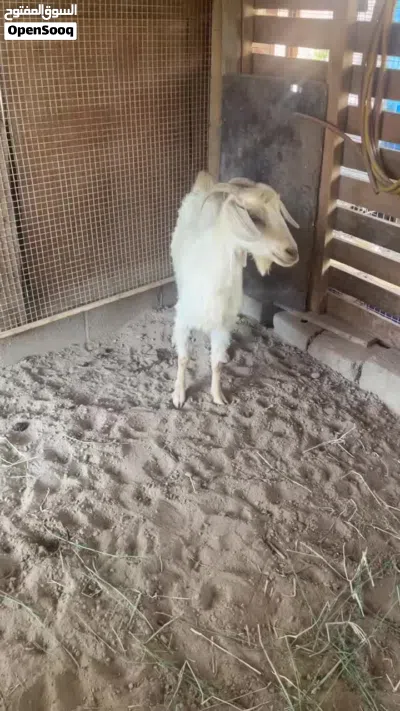 للبيع شاه من حلال لجواميد 2