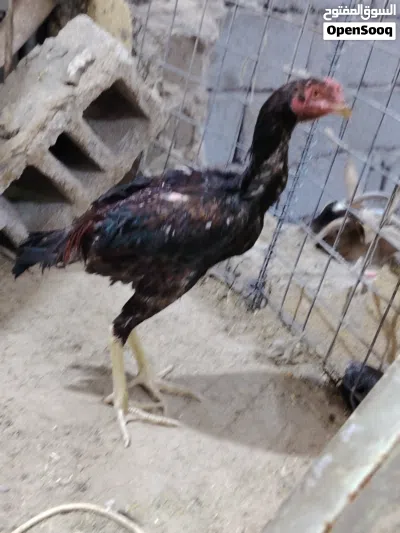 مخليف ثنين البيع 3